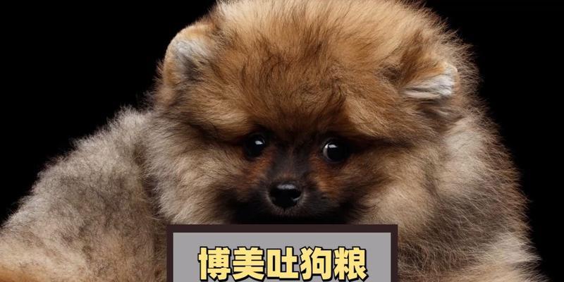 博m为什么狗粮？博美犬的饮食选择有哪些？