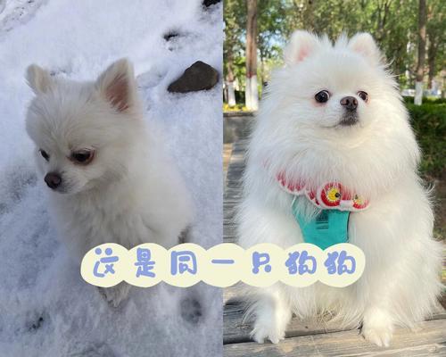 博m幼犬怎么养才长得快？博美幼犬快速生长的方法有哪些？