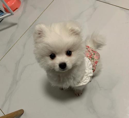 博m幼犬怎么驯服？博美幼犬的训练方法有哪些？