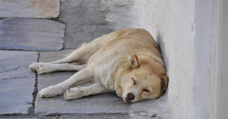 狗狗膀胱后遗症吗？膀胱疾病的后遗症有哪些？