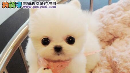 博m小犬怎么养？博美幼犬的饲养方法有哪些？