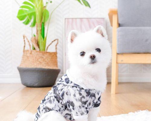 博m狗狗幼犬怎么喂养？博美幼犬的饲养方法有哪些？