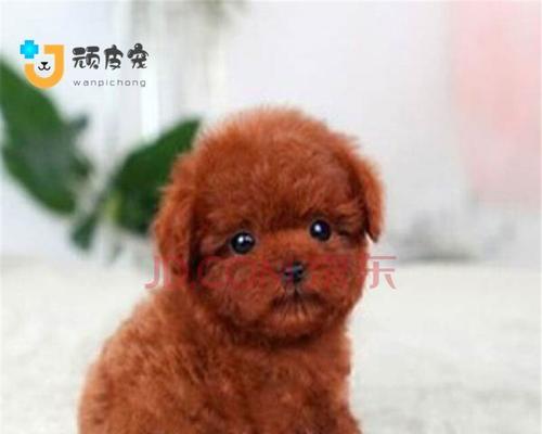 公泰迪怎么扎辫子？泰迪犬的美容护理方法有哪些？