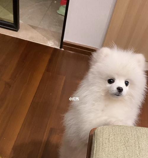 博美幼犬2个月一次吃几颗？博美幼犬的饮食标准是什么？