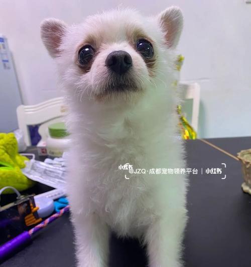 博美狗绝育的坏处有哪些？博美犬绝育的利弊是什么？