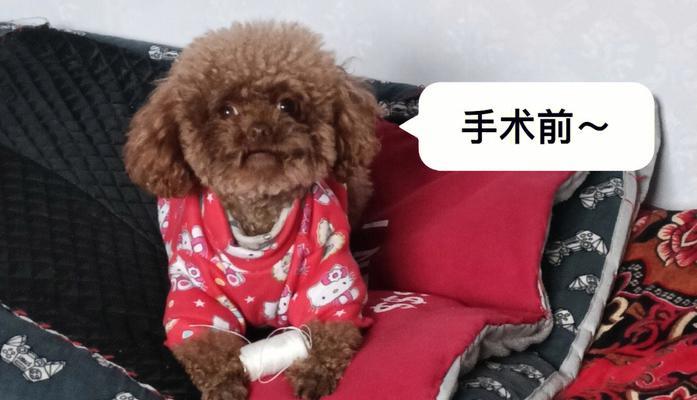 公泰迪可以绝育吗？泰迪犬绝育的优缺点是什么？