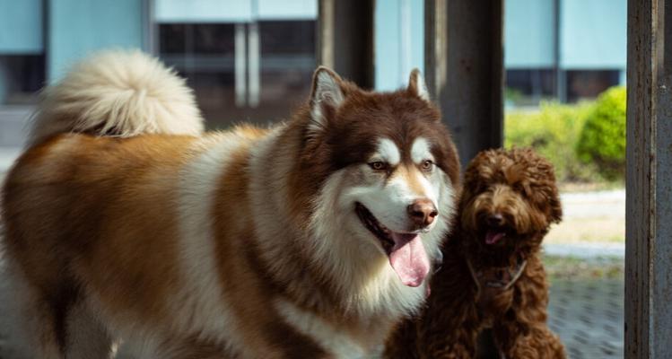 成年阿拉斯加一天只吃吃多少狗粮？阿拉斯加成犬的饮食标准是什么？