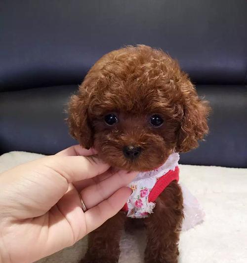 博美是泰迪犬吗？博美犬和泰迪犬的区别是什么？