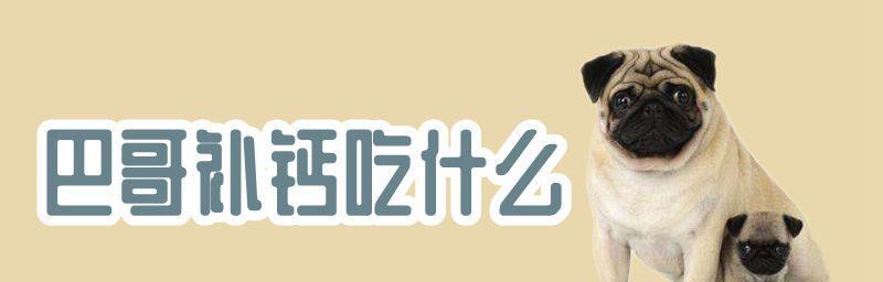 狗狗食补什么补钙？如何正确为宠物补充钙质？