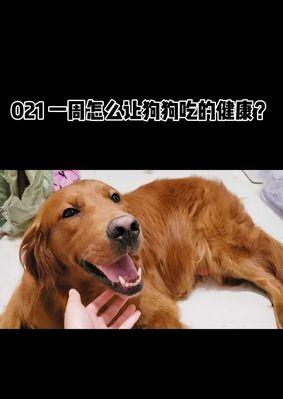 狗狗不幸去世后如何妥善安排？需要了解的步骤和注意事项是什么？