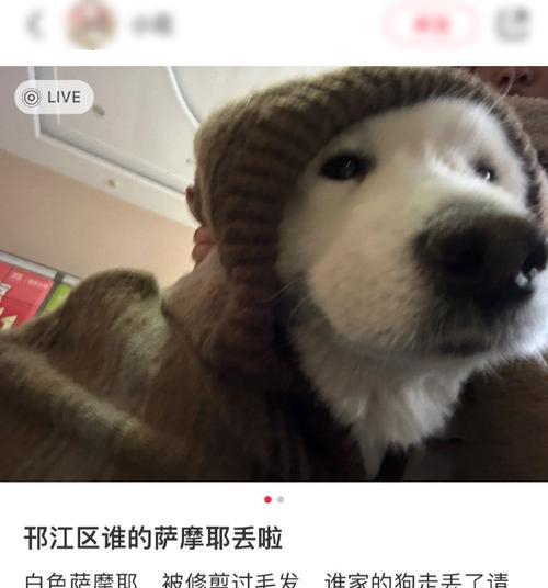 狗狗送出去的帖子怎么处理？常见问题有哪些？