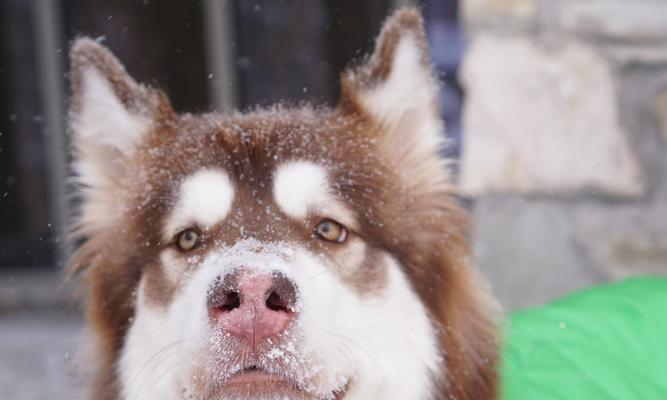 狗狗吐白色果冻状是怎么回事？需要立即就医吗？