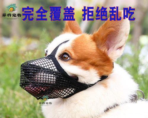 狗狗脱水了怎么办？如何快速识别和应对宠物脱水状况？