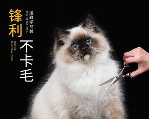 狗狗闻了猫毛咳嗽怎么办？常见原因和解决方法是什么？