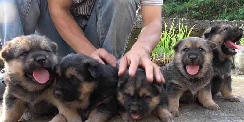 土狗能吃什么东西除了狗粮还能吃啥？如何为土狗提供多样化的饮食？