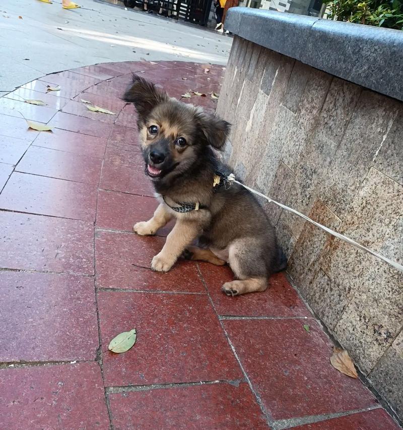 土狗能吃什么东西除了狗粮还能吃啥？如何为土狗提供多样化的饮食？