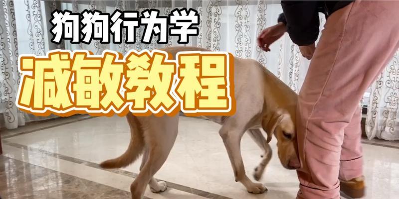 狗狗行为学：为何狗狗不吃狗粮？