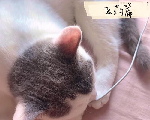 猫咪换粮后出现拉肚子是常见现象吗？