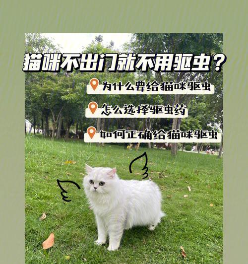 驱虫后猫多久能安全食用粮食罐头？