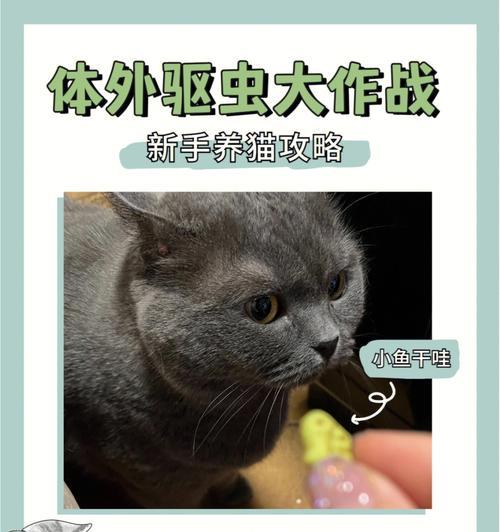 驱虫后猫多久能安全食用粮食罐头？