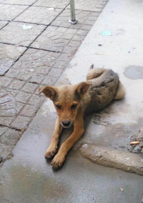 土狗能吃带盐的食物吗为啥不吃狗粮？