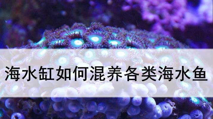 用不完的鱼食如何处理？有哪些妙招可以解决？