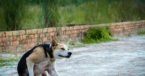 小土狗多大可以吃成年犬狗粮？成年犬狗粮对小土狗有何影响？