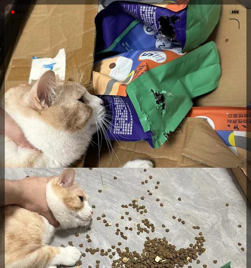 猫换粮软便但精神正常？