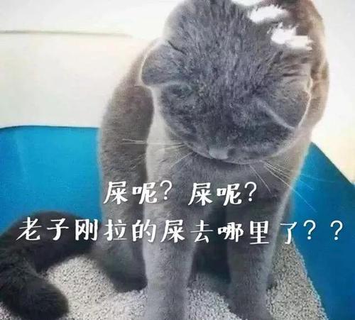 猫换粮期间大便半硬半软是正常现象吗？