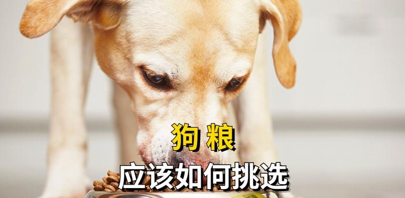 家里的土狗应该选择哪种狗粮更易消化？