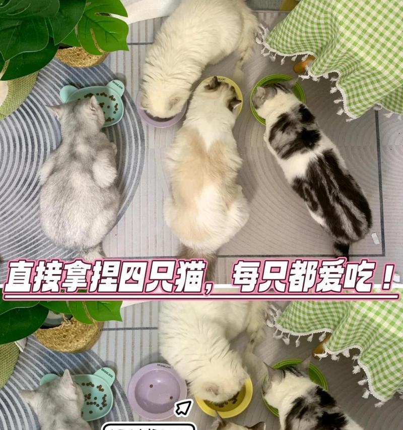 猫吐出的颜色与猫粮颜色一致吗？