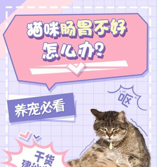 猫咪换粮后大便不成形应如何用药？