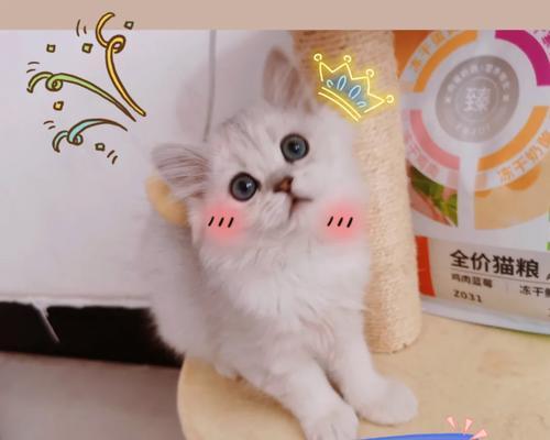 猫换粮大便不成形正常吗？如何帮助猫咪恢复？