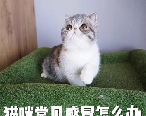 猫咪换粮后不排便如何应对？