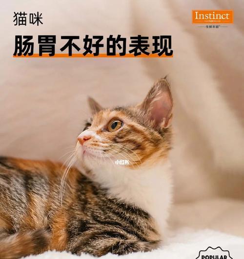 猫咪换粮后拉屎不成型是否需要担心？