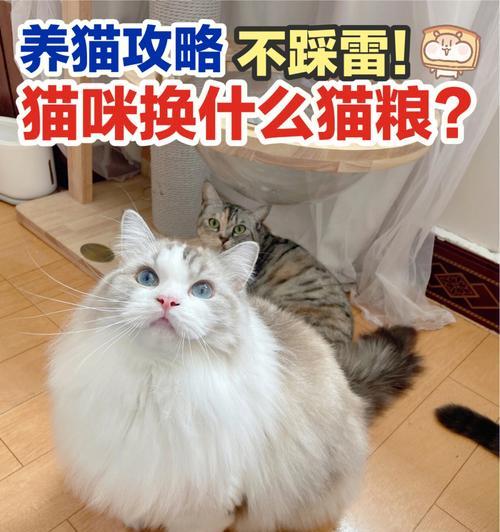 猫换粮大便不成形正常吗？有哪些应对措施？