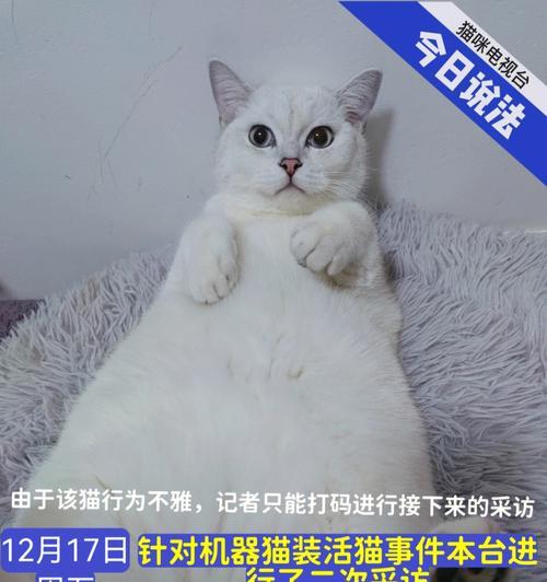 猫换粮后大便不成形应该怎么办？