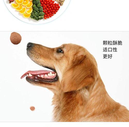 土狗拒绝狗粮和米饭该如何处理？