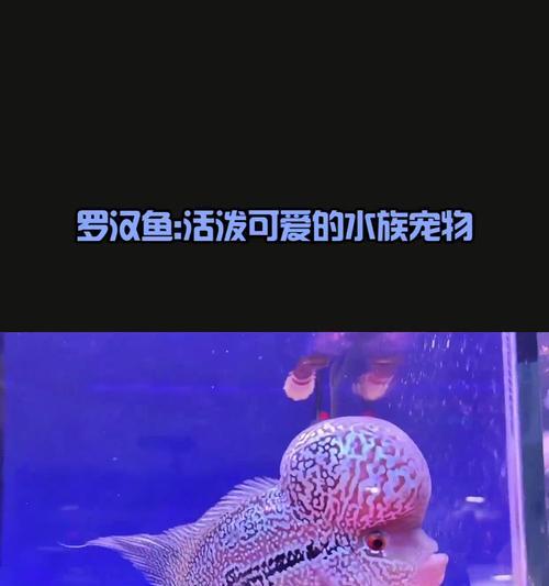 罗汉鱼换水后不活泼如何应对？有哪些有效的小妙招？