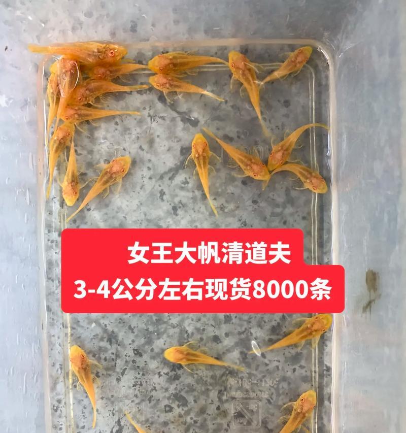 清道夫清理不彻底的解决小技巧？