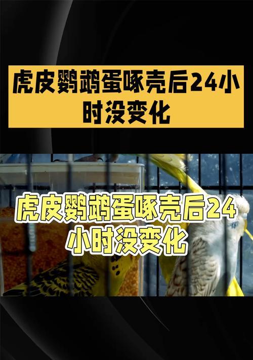 虎皮鹦鹉孵化一个月未出窝的解决方法？