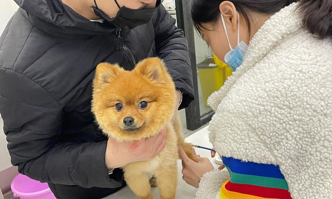 博美犬拉肚子并呕吐的解决办法是什么？