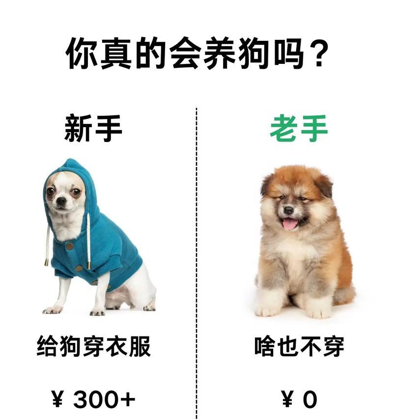 吉娃娃总是仰头叫的可能原因及解决方法是什么？