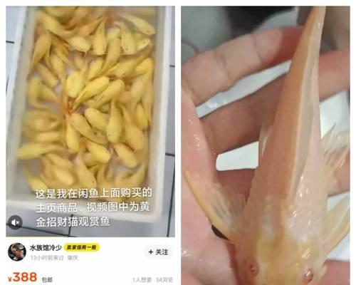 清道夫误食热带鱼怎么办？如何有效处理？