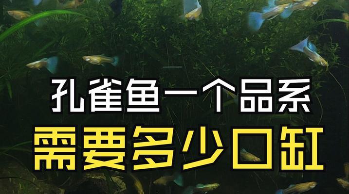 孔雀鱼缸中养清道夫会死亡吗？如何避免这种情况？