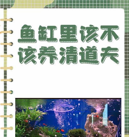 孔雀鱼缸中养清道夫会死亡吗？如何避免这种情况？