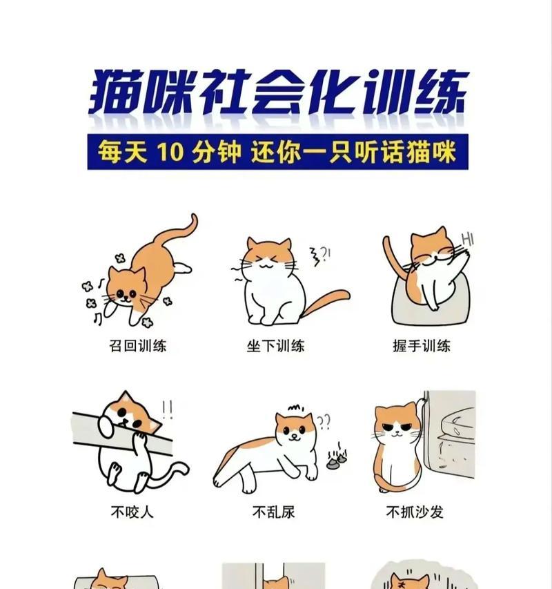 宠物猫被铁链缠住应如何解救？有哪些小妙招？