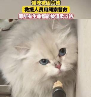 宠物猫被铁链缠住应如何解救？有哪些小妙招？