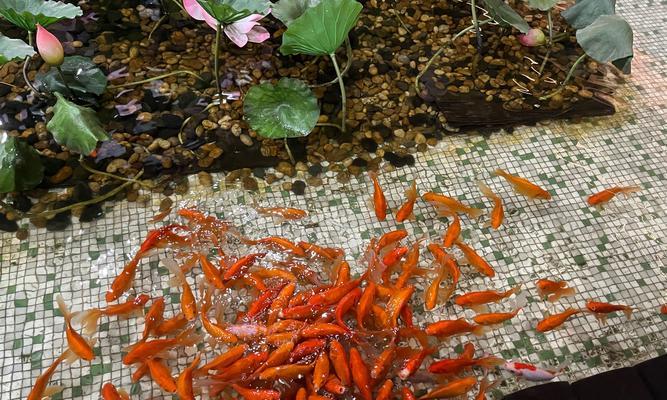 大锦鲤是否食用小红草？遇到这种情况应如何处理？