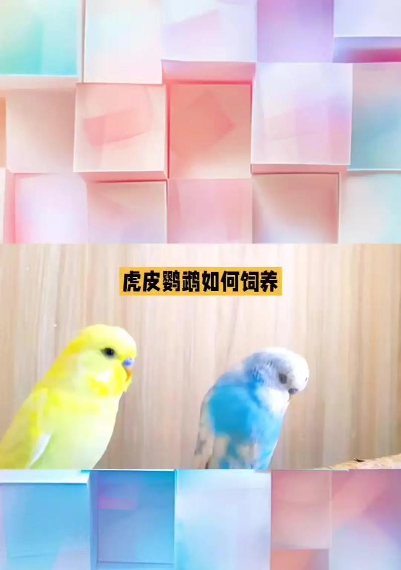 虎皮鹦鹉公鸟同性恋行为？怎么处理？